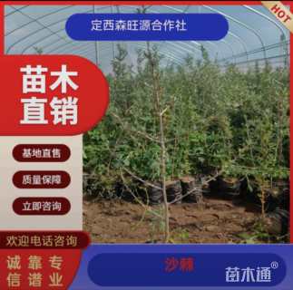 高度55厘米沙棘