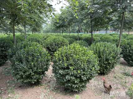 冠幅120厘米大叶黄杨球