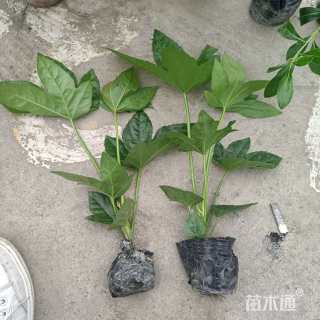 高度25厘米八角金盘