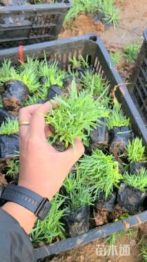 高度15厘米地被石竹