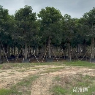 12公分秋枫