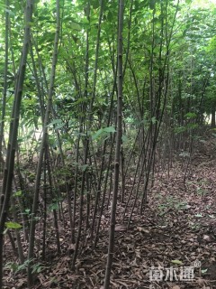 高度200厘米朴树小苗