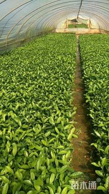 高度25厘米欧洲荚蒾