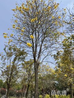 18公分黄花风铃木