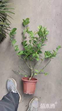 高度60厘米香水柠檬