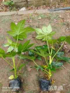 高度50厘米八角金盘小苗