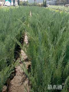 高度10厘米沙地柏