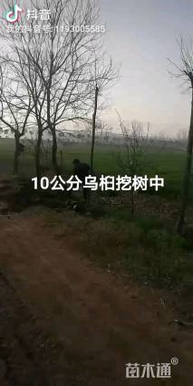 10公分乌桕