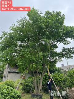 10公分(5杆)丛生无患子