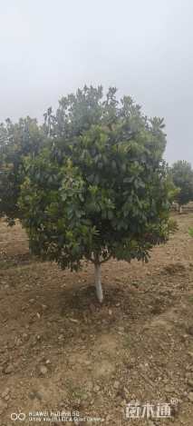 高度400厘米中华石楠