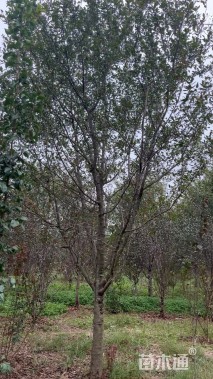 13公分绚丽海棠