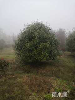 12公分红叶石楠