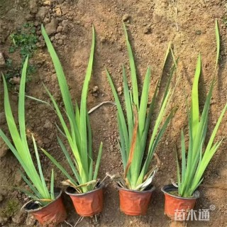 高度65厘米西伯利亚鸢尾