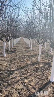 8公分白兰地海棠