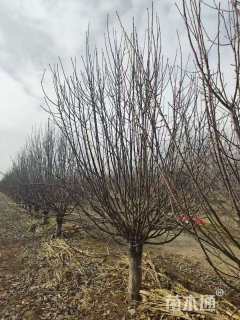 12公分八棱海棠