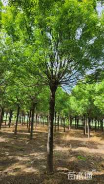 18公分秋紫白蜡