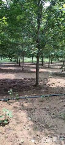 12公分美国红枫-红冠