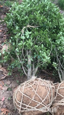 高度260厘米丛生桂花