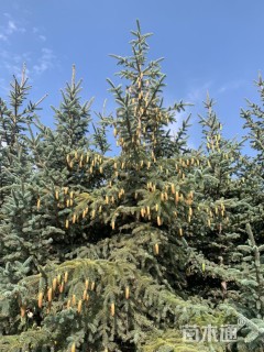 高度300厘米云杉