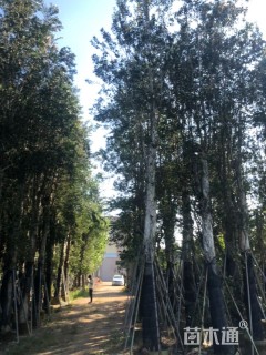 20公分白千层