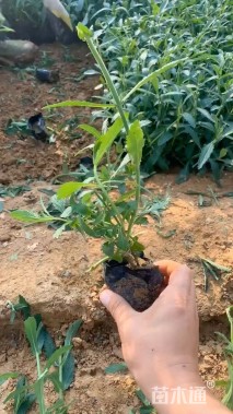 高度10厘米马鞭草