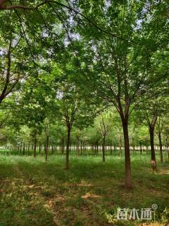 25公分美国白腊