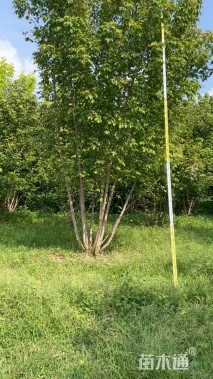 6公分金叶复叶槭