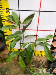 高度30厘米红背桂