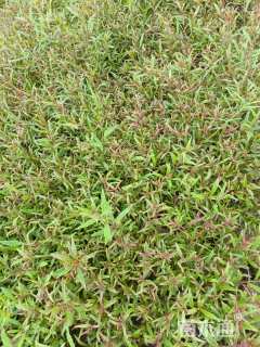 高度15厘米千鸟花