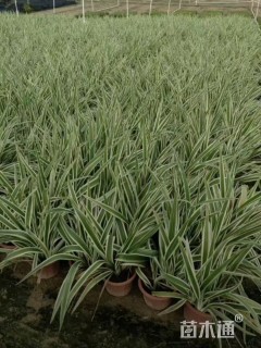 高度35厘米山管兰