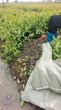 高度25厘米金丝桃小苗