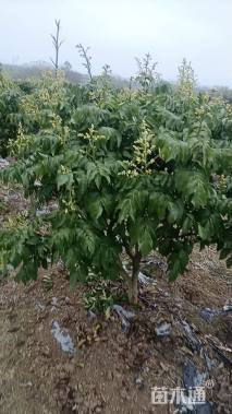 高度2500厘米黄皮