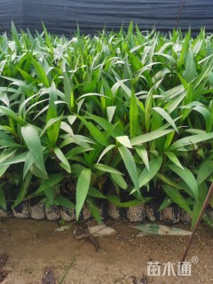 高度30厘米翠芦莉