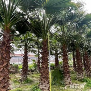 裸干高200厘米华棕