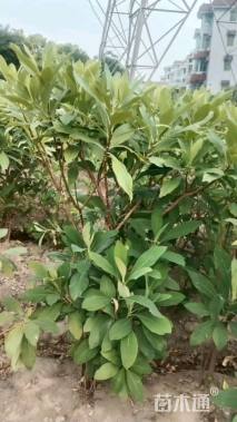 高度80厘米结香