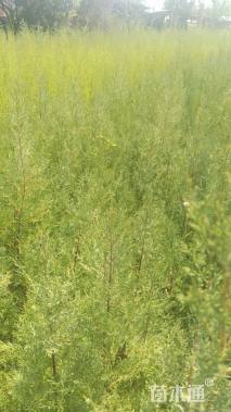 高度120厘米西藏柏木