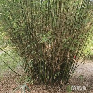 地栽苗孝顺竹