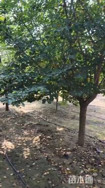 12公分日本晚樱