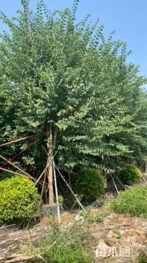 高度500厘米紫荆