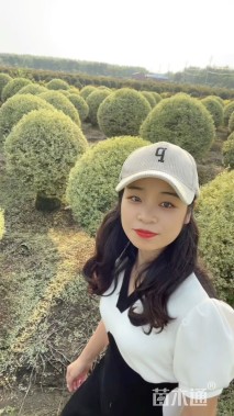 冠幅120厘米银姬小蜡球