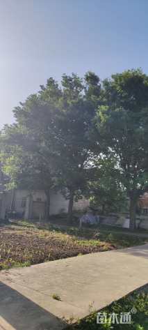 40公分榉树