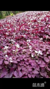 高度15厘米紫叶酢浆草