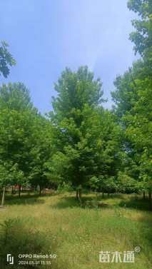 10公分美国红枫