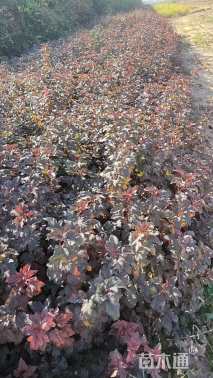 高度80厘米紫叶矮樱球