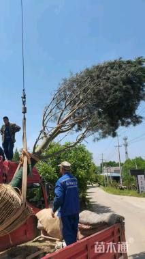 12公分西藏白皮松