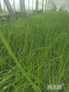 高度20厘米蒲苇