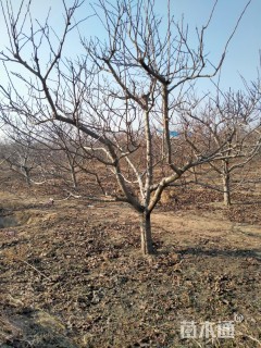 高度350厘米红果树