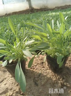 高度10厘米金鸡菊