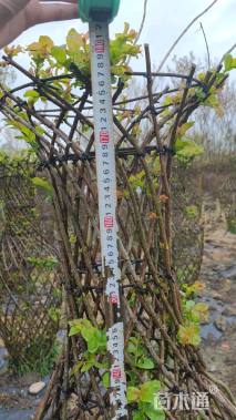 高度180厘米美国紫薇