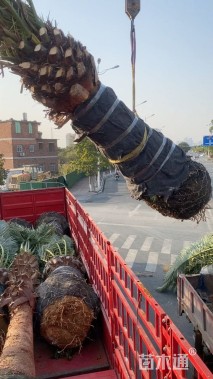 裸干高100厘米加拿利海枣
